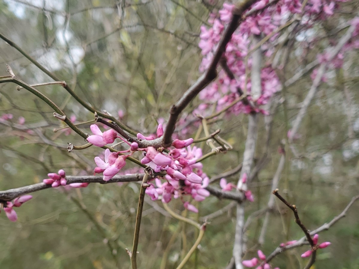 Redbud Flowers