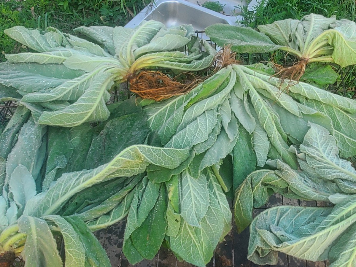 Foraged Mullein